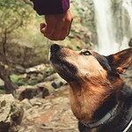 If Your Dog Instantly Dislikes Someone, It's Picking Up on Something You Can't