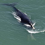 North Atlantic Right Whale