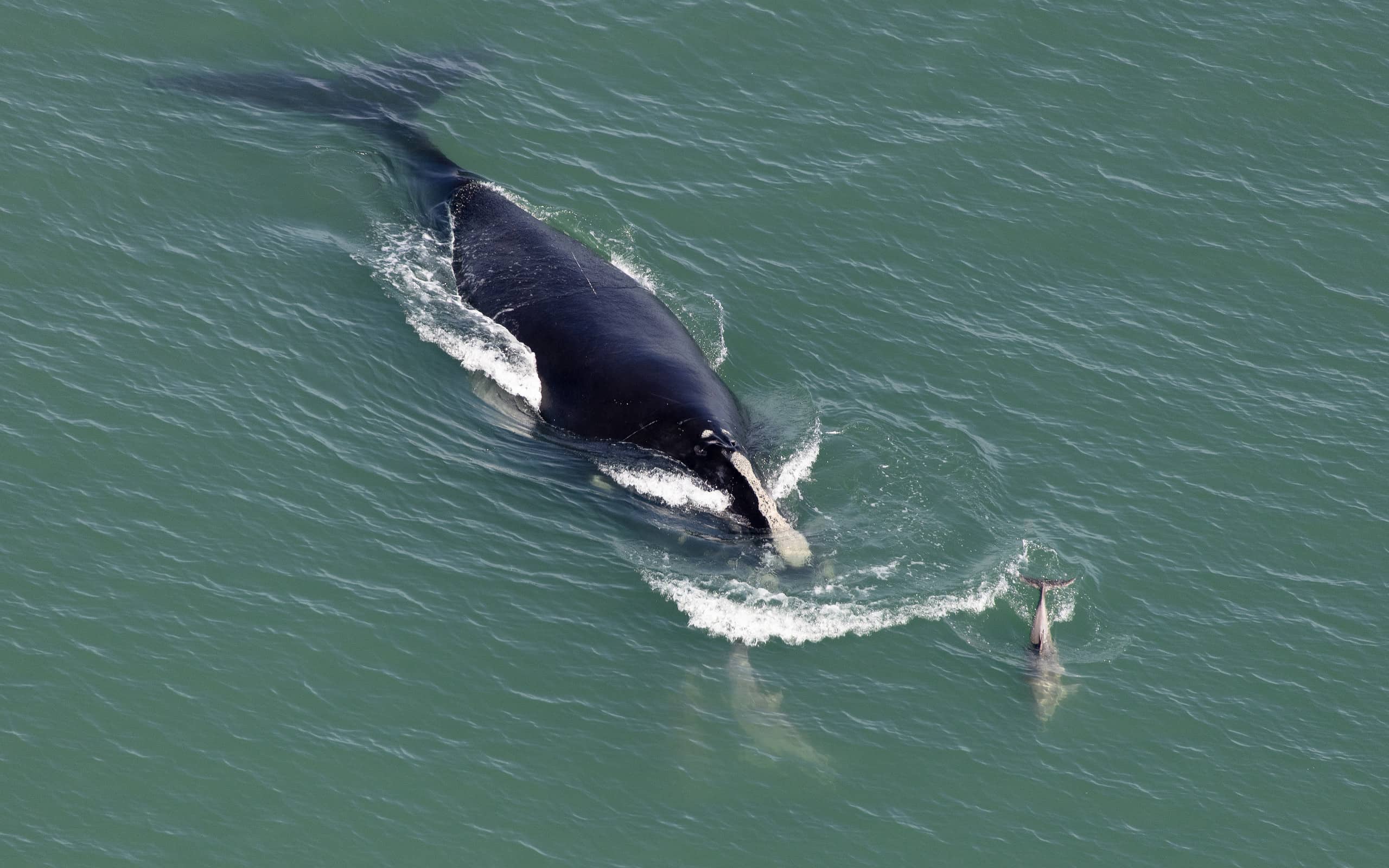 North Atlantic Right Whale