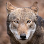 Red Wolf