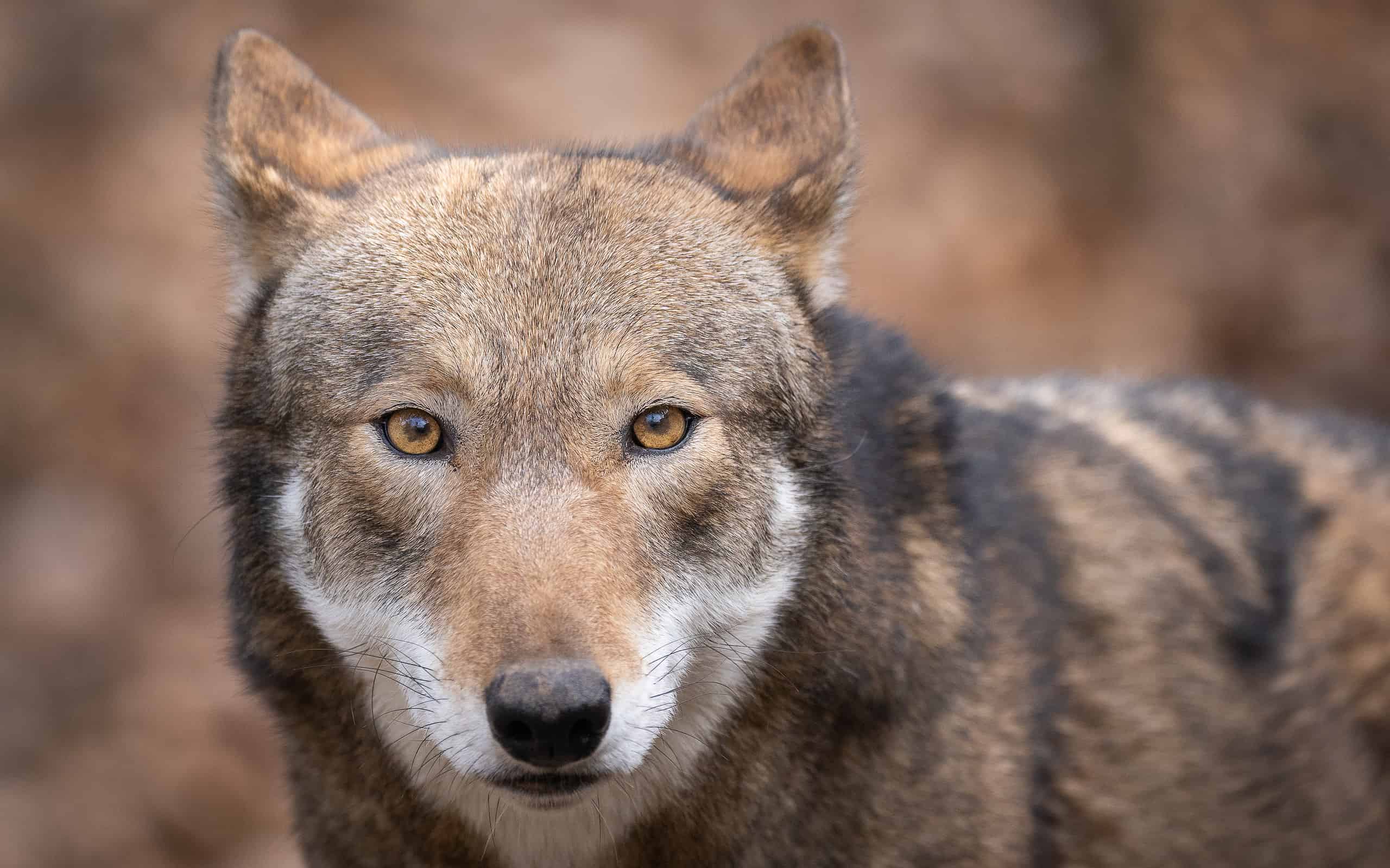 Red Wolf