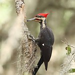 Ivory-Billed Woodpecker