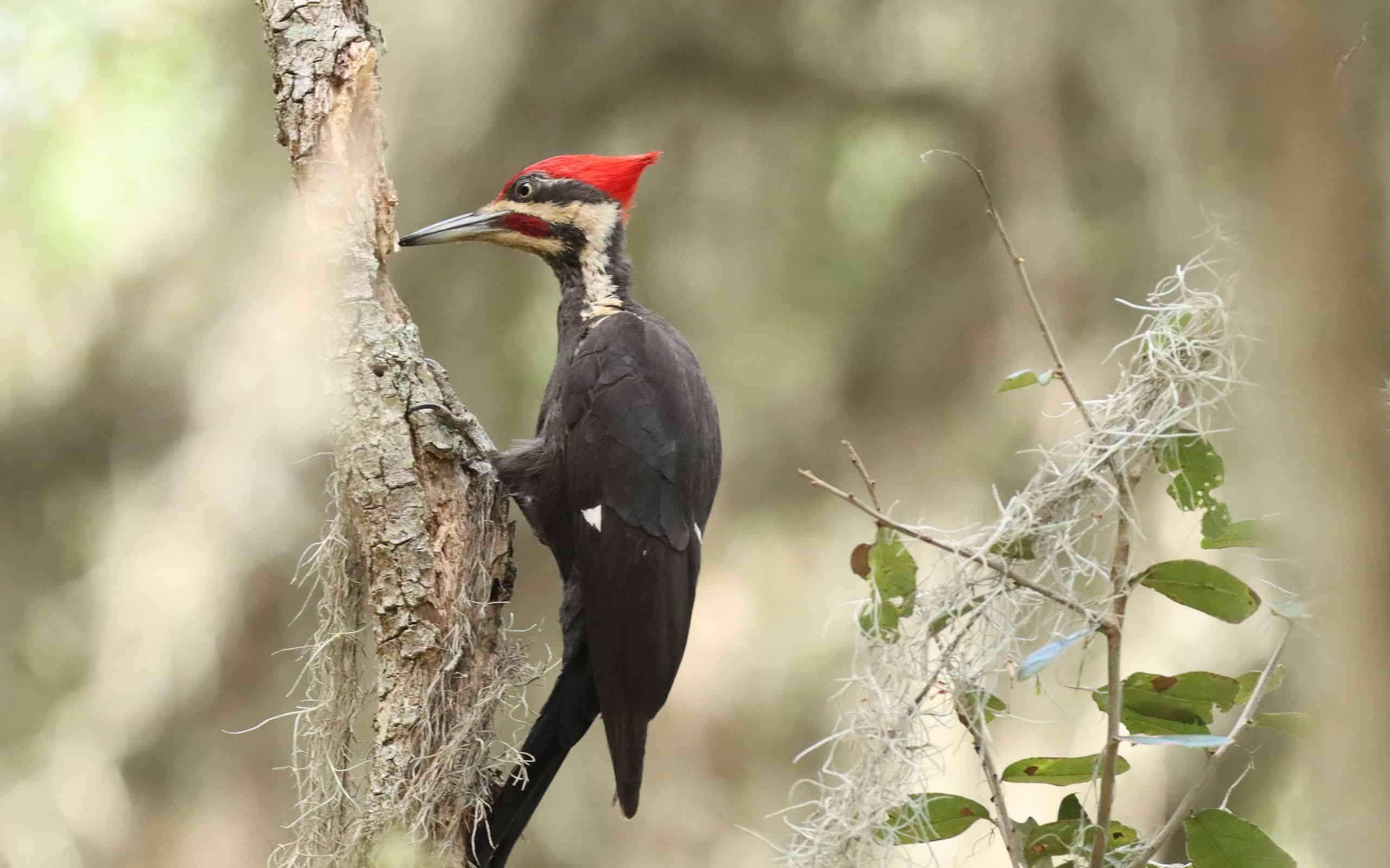 Ivory-Billed Woodpecker