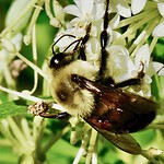 Rusty Patched Bumble Bee
