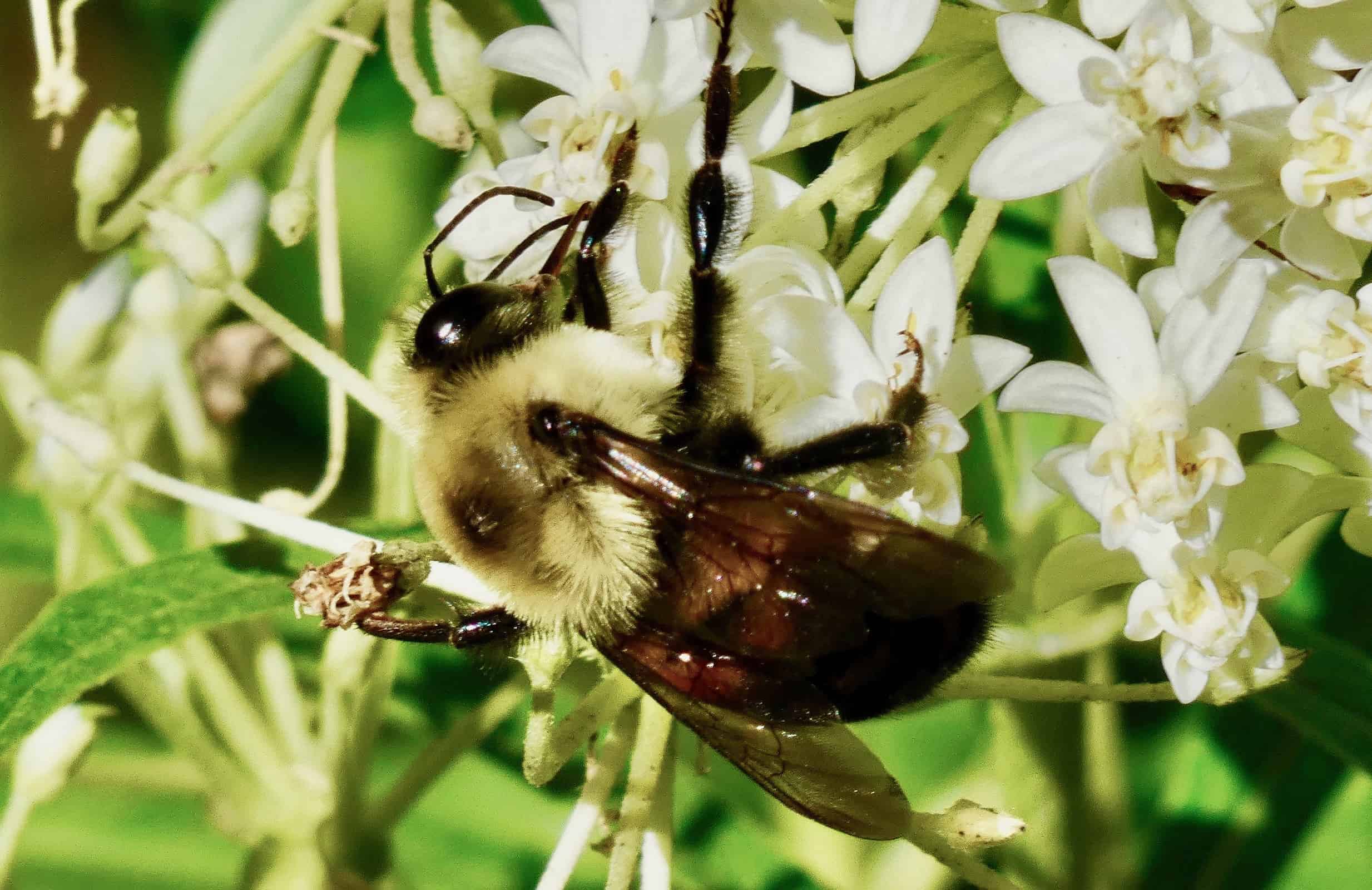 Rusty Patched Bumble Bee