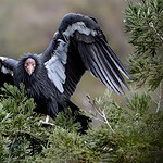 California Condor
