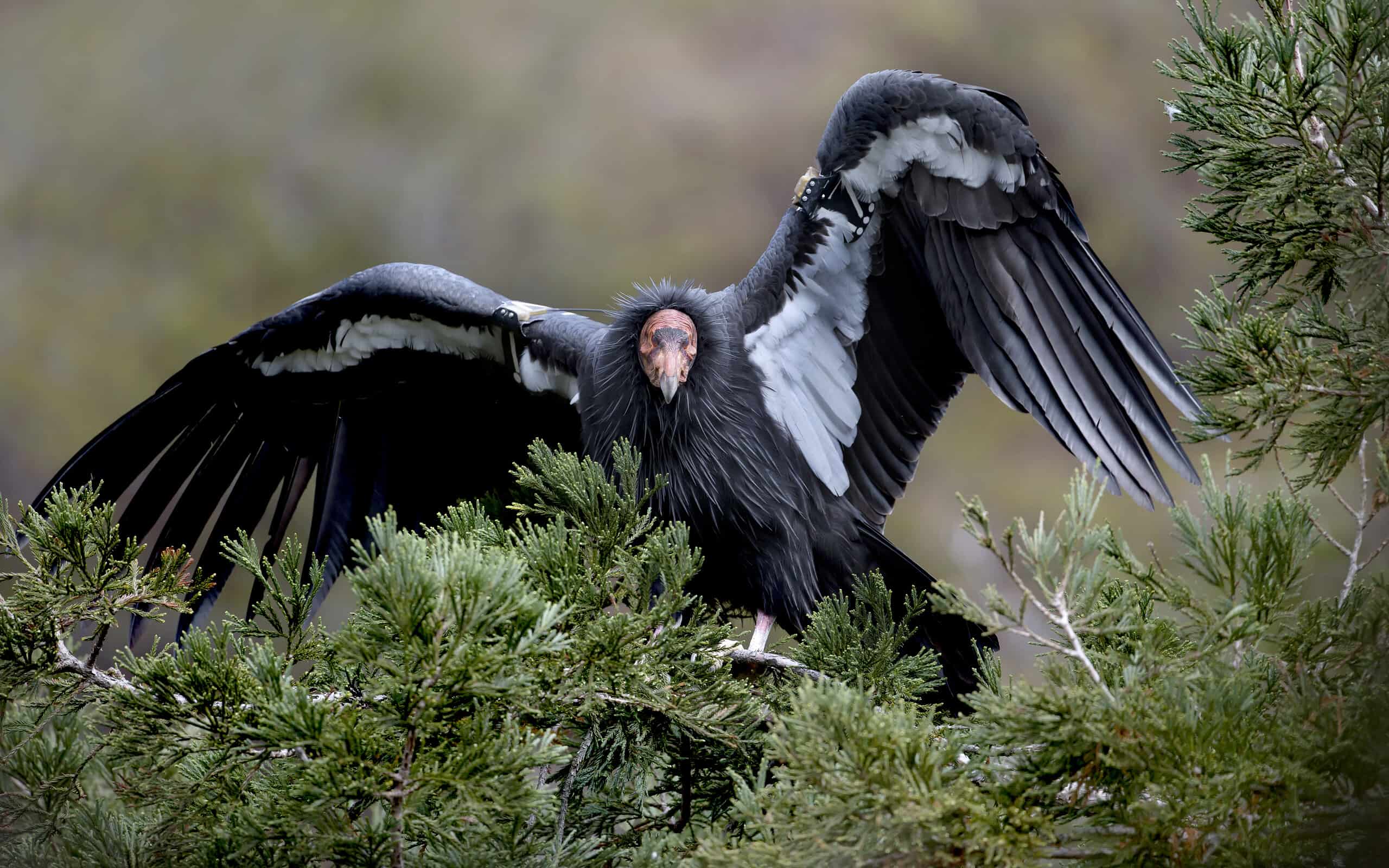 California Condor