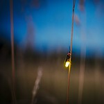 Bethany Beach Firefly