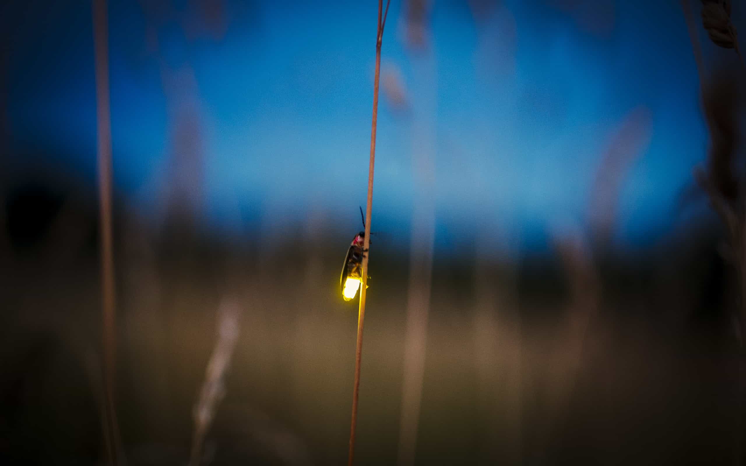 Bethany Beach Firefly