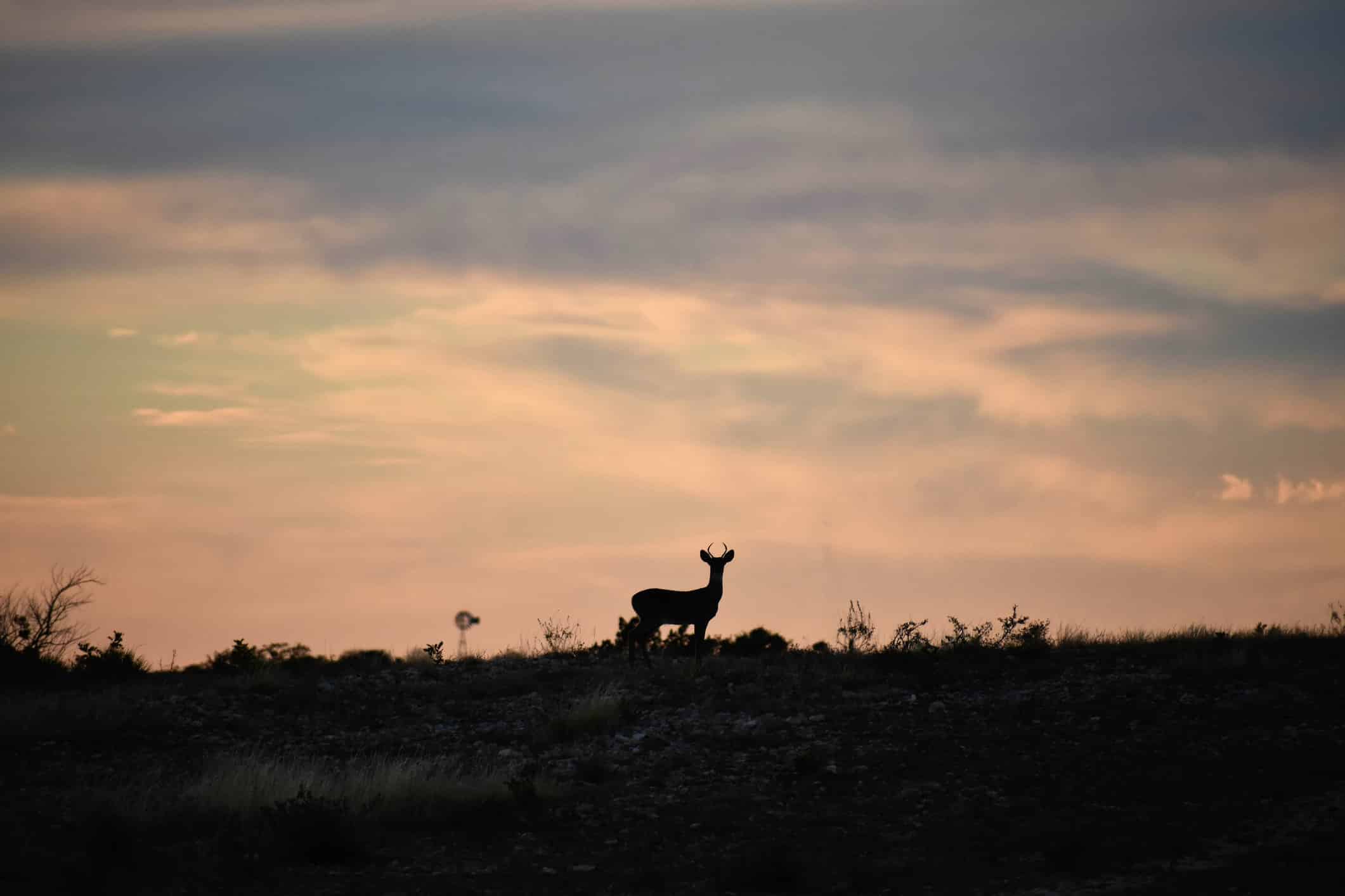 What Happens to an Ecosystem When Wolves Disappear?