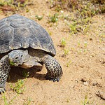Mojave Desert Tortoise