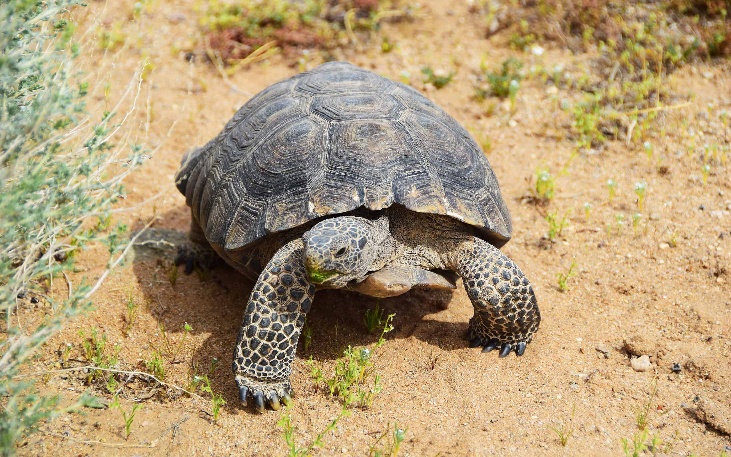 Mojave Desert Tortoise