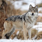 Mexican Gray Wolves Are Recovering, but Not in Texas