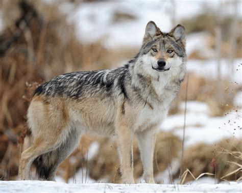 Mexican Gray Wolves Are Recovering, but Not in Texas