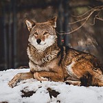 How Texas Lost Its Wolves