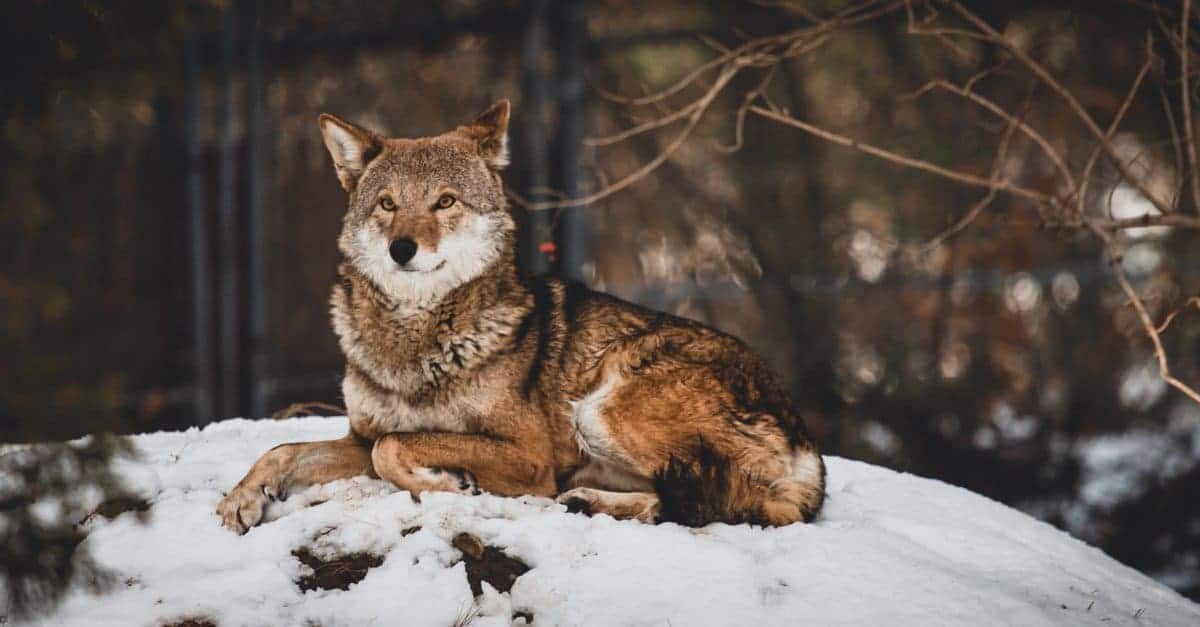 How Texas Lost Its Wolves