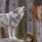 Could Wolves Make a Comeback in Texas?