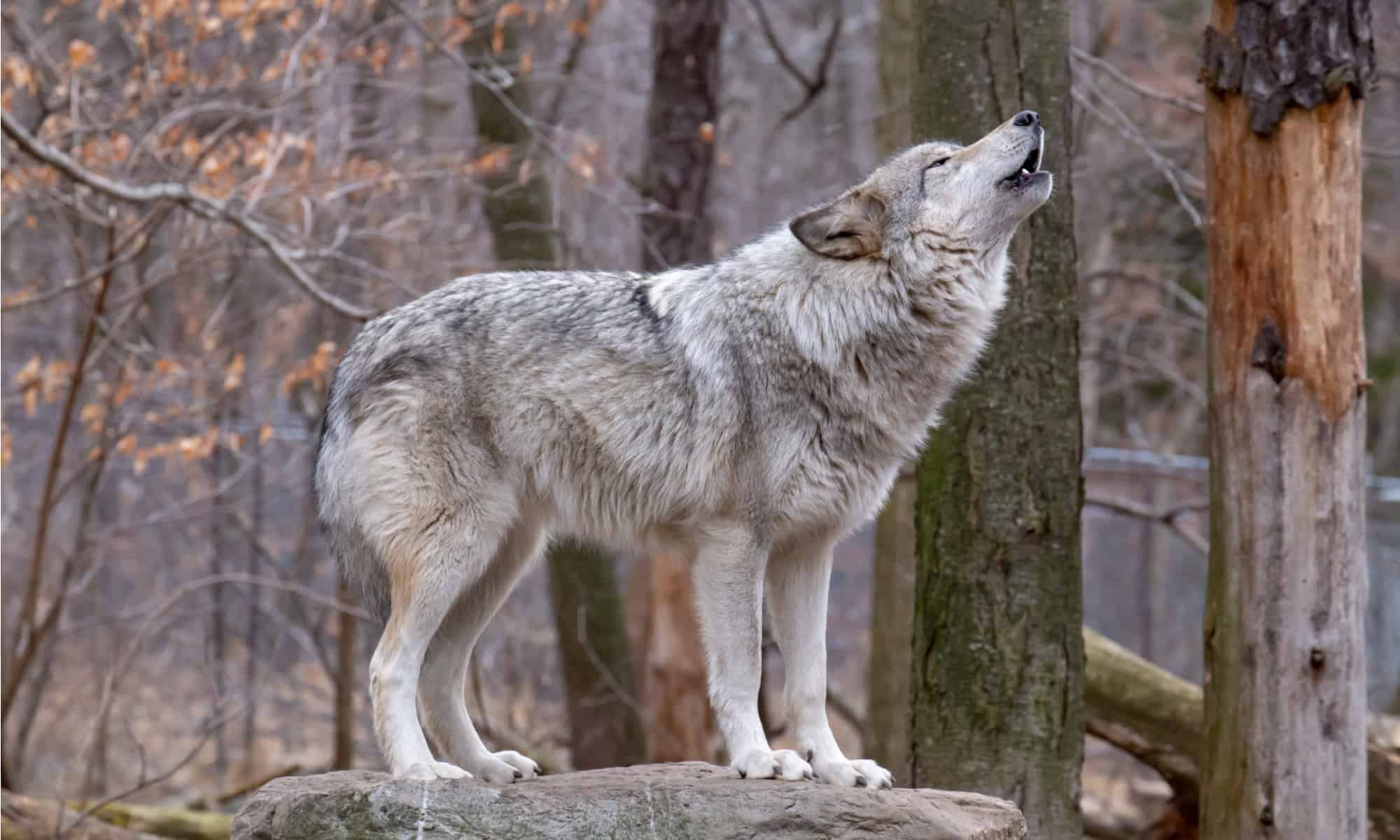 Could Wolves Make a Comeback in Texas?