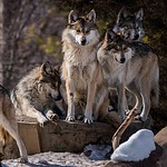 What the Loss of Wolves Means for Texas Today