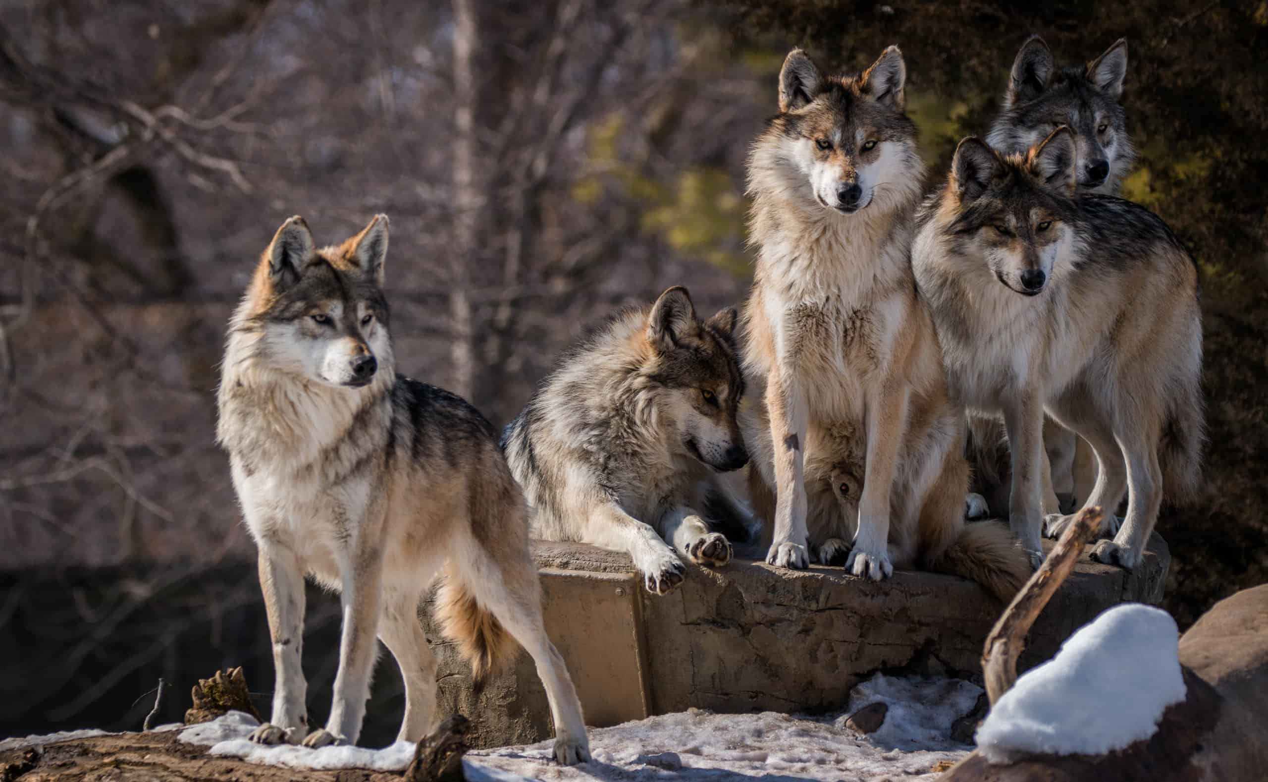 What the Loss of Wolves Means for Texas Today