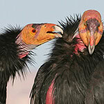12 Rare U.S. Animals You'd Be Lucky to See in the Wild