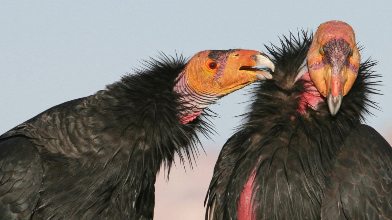 12 Rare U.S. Animals You'd Be Lucky to See in the Wild