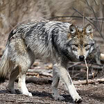 Mexican Gray Wolf (continued)