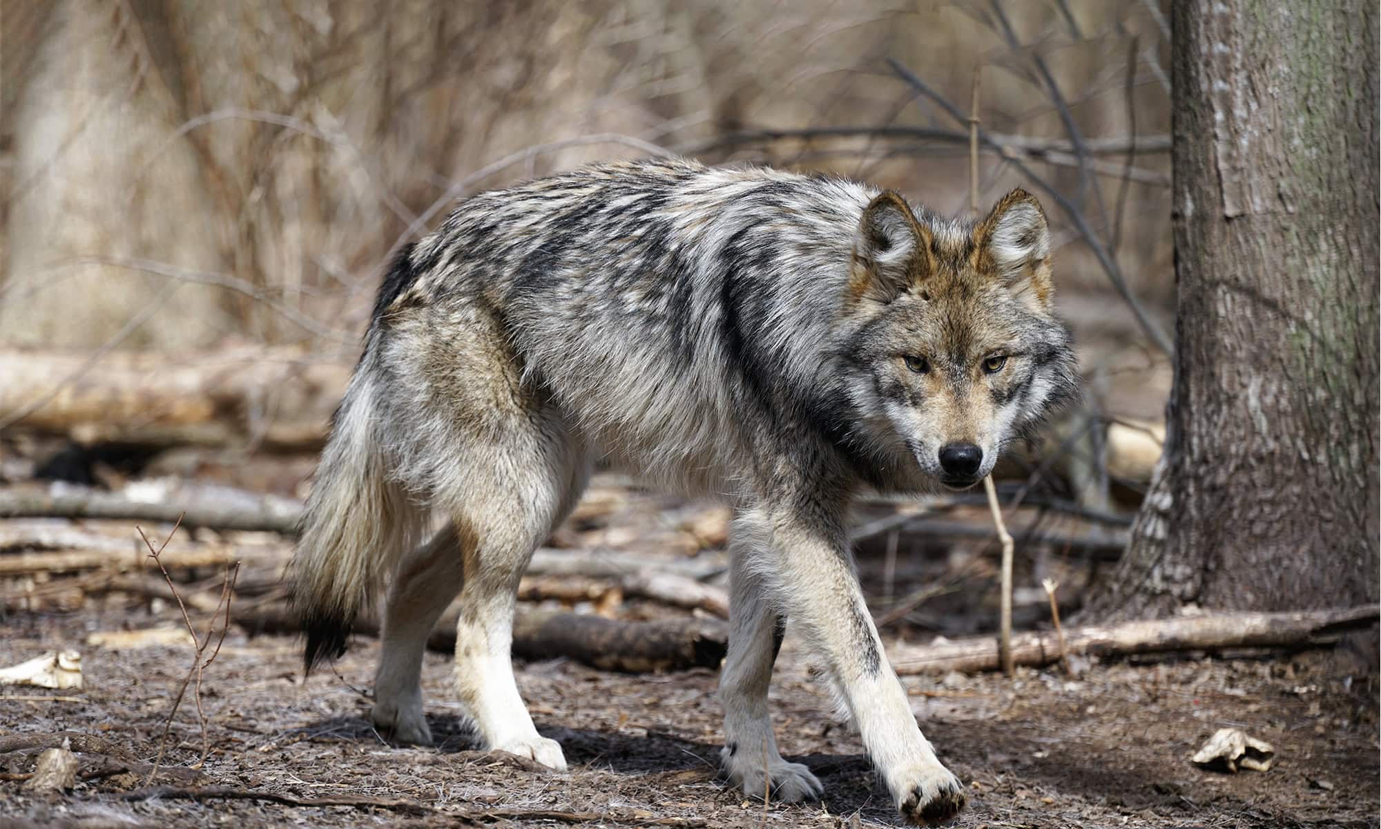 Mexican Gray Wolf (continued)