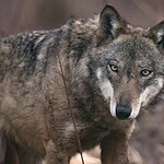 Texas Once Had Wolves. Here's Why They Disappeared