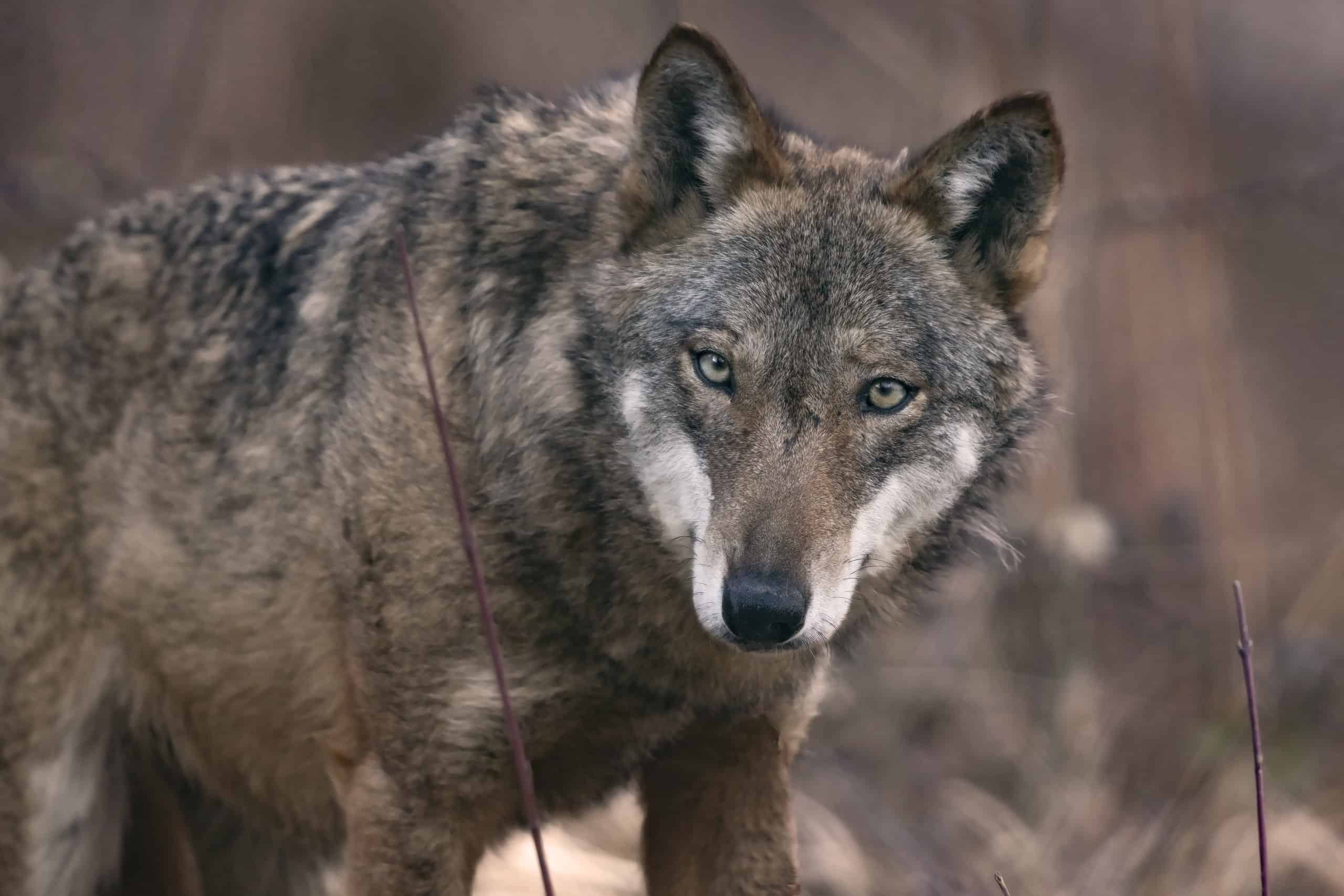 Texas Once Had Wolves. Here's Why They Disappeared