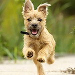 Cairn Terrier