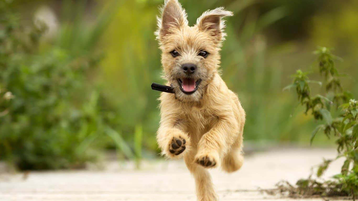 Cairn Terrier