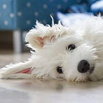 Coton de Tulear