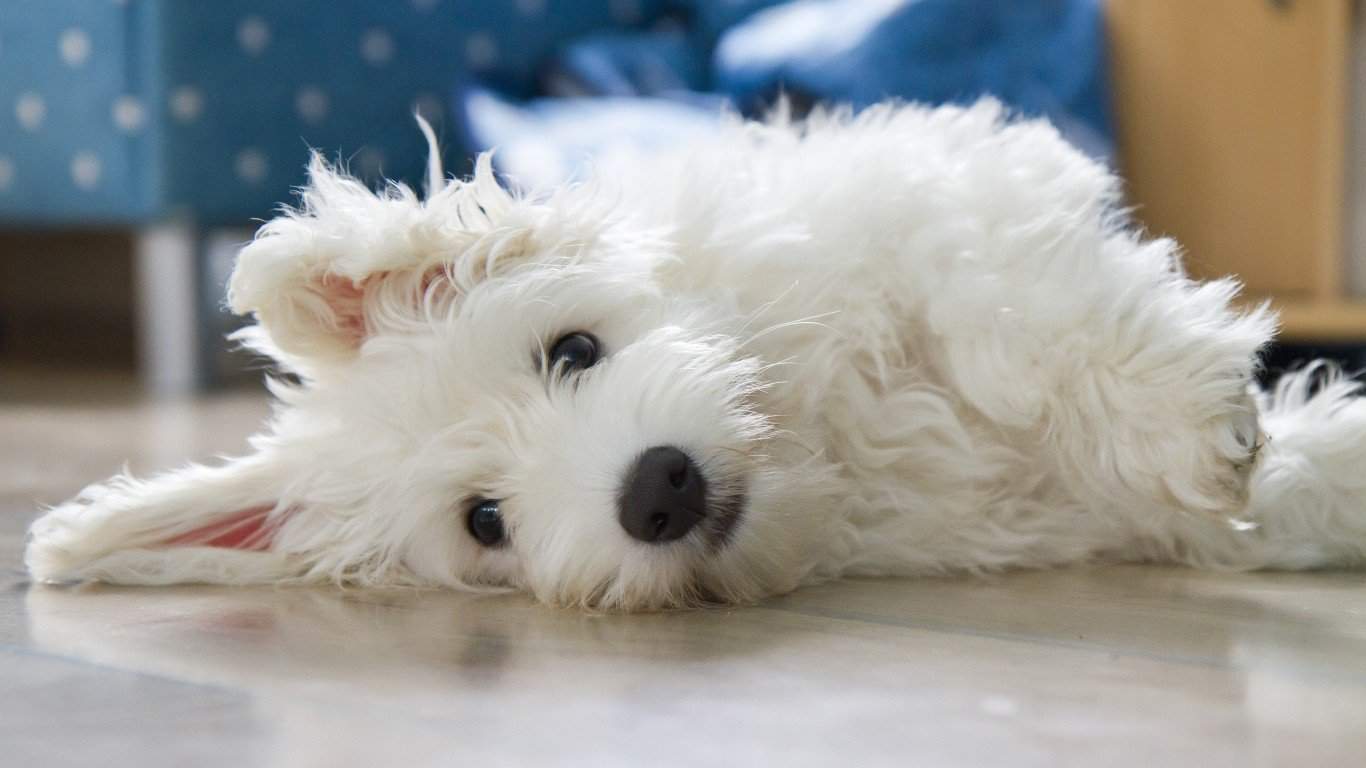 Coton de Tulear