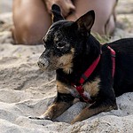 Lancashire Heeler