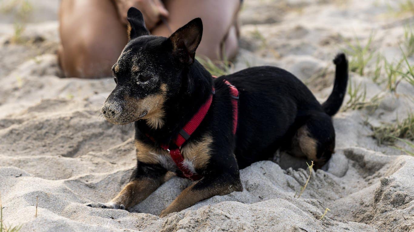 Lancashire Heeler