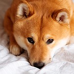 Shiba Inu