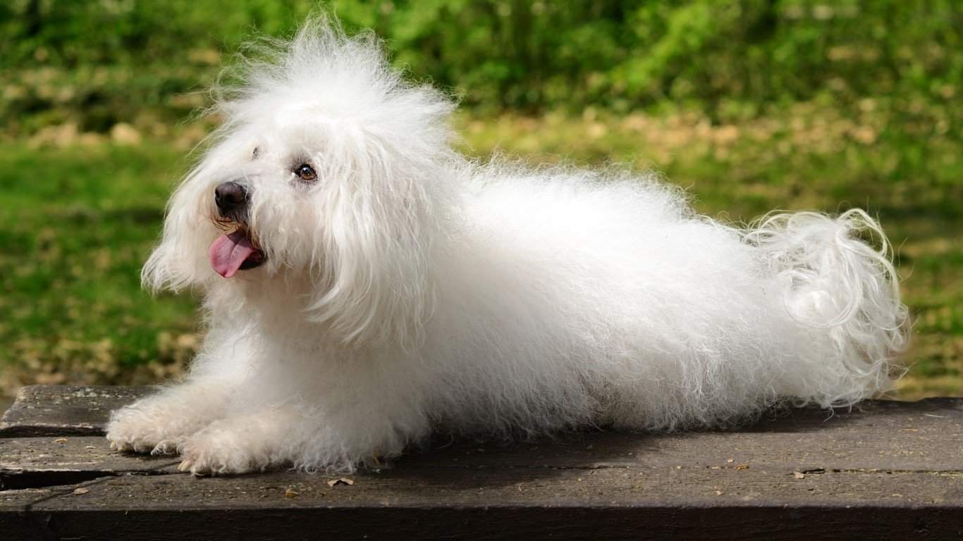 Bolognese