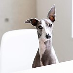 Italian Greyhound