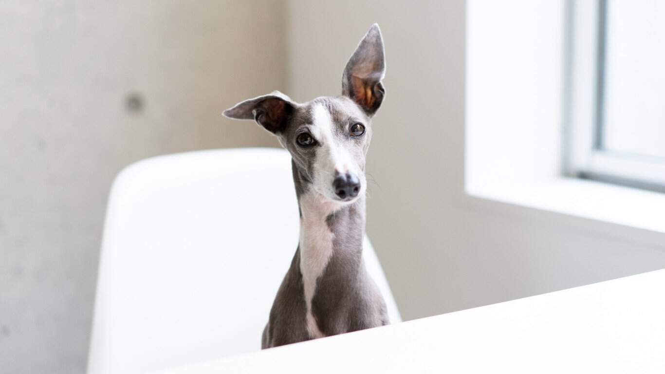 Italian Greyhound