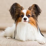 Papillon