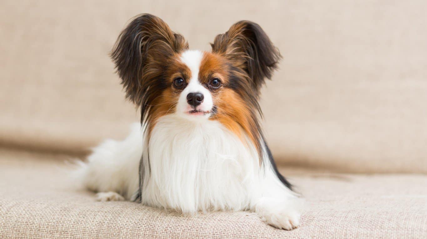 Papillon