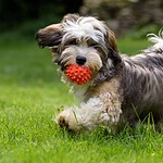 Havanese
