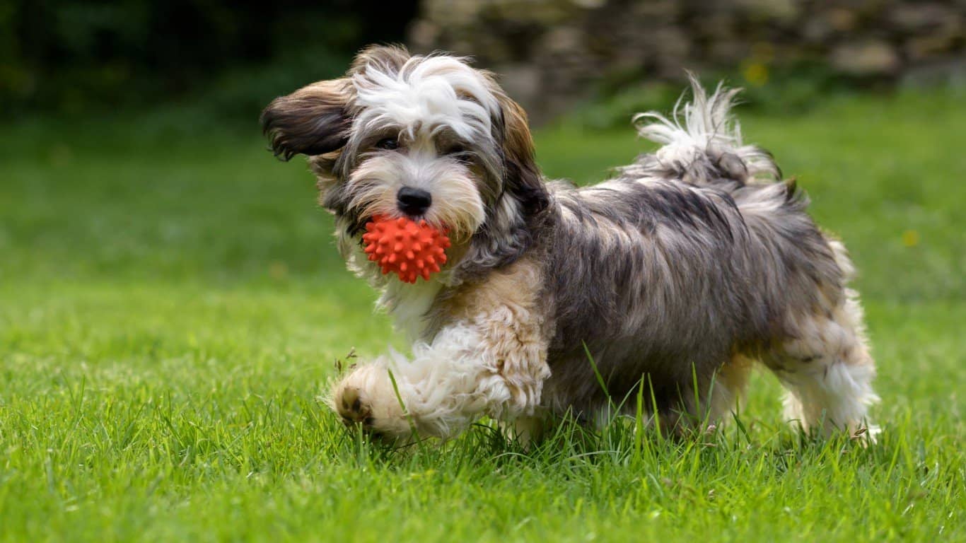 Havanese