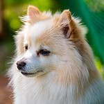 German Spitz Mittel