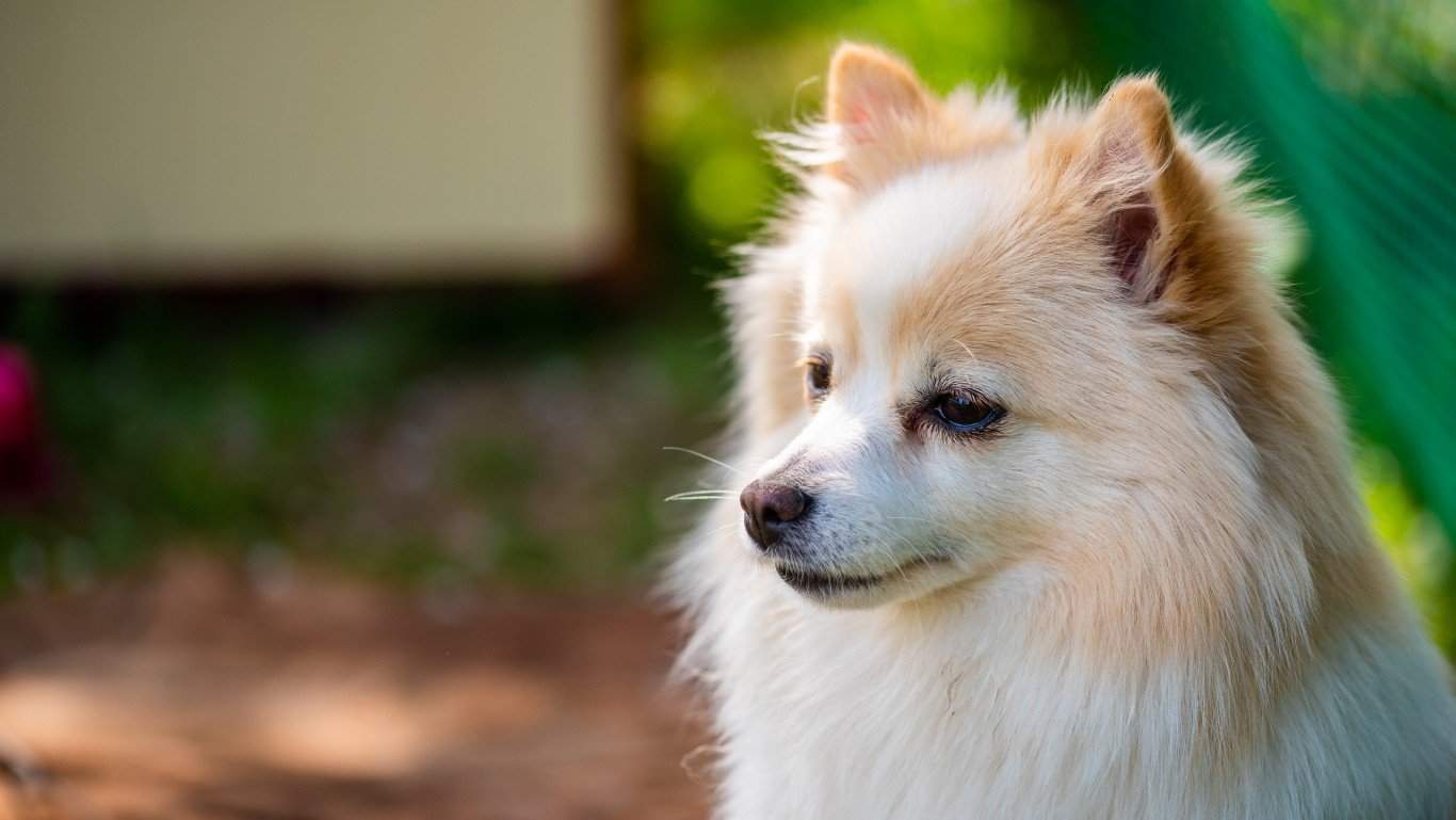 German Spitz Mittel