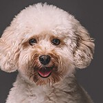 Poodle