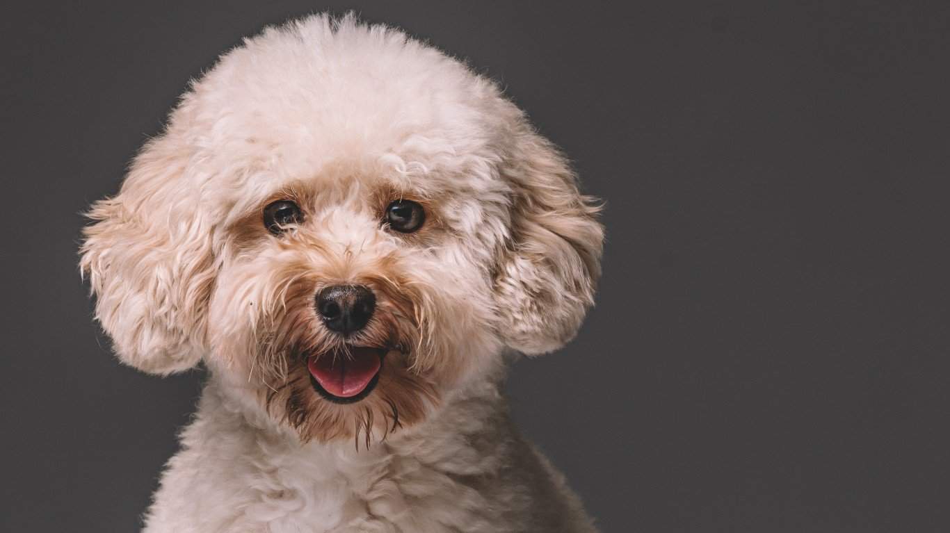 Poodle