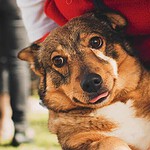 Swedish Vallhund