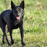 Schipperke